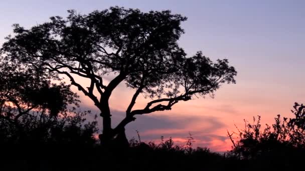 Birds Fly Silhouette Tree Dusk African Savanna Zoom Out — Stockvideo
