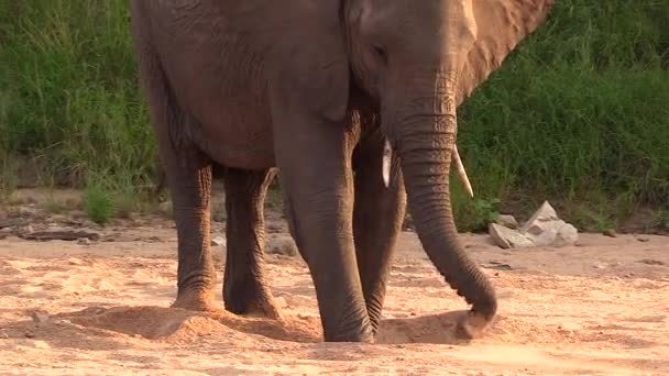 Elephant Digs Sand Riverbed Feet Trunk Golden Hour — Vídeo de Stock