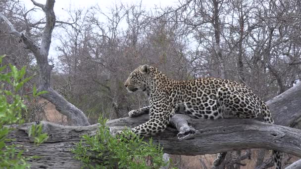 Female Leopard Lies Fallen Tree Trunk Surveys Surroundings — Vídeo de Stock