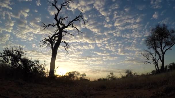 Ground View Cloud Timelapse Bushveld Africa Beautiful Golden Sunset — 图库视频影像