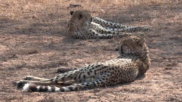 Close View Two Male Cheetahs Resting Dry Ground South Africa — Vídeos de Stock