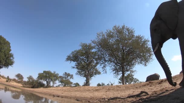 Low Angle Ground View Elephant Approaches Water Takes Drink Its — Vídeos de Stock