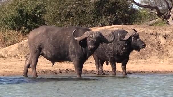 Static View African Cape Buffalo Bulls Standing Shallow Water — Stock video