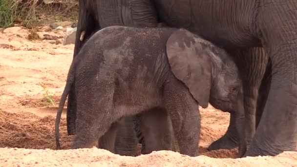 Very Young Elephant Calf Bumps Its Mothers Legs Display Solicit — Stock Video