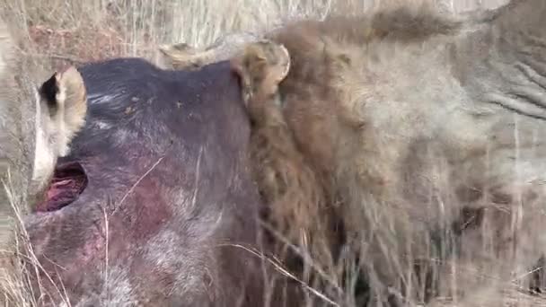 Close View Male Lion Feeding Buffalo Head Carcass — Vídeo de stock