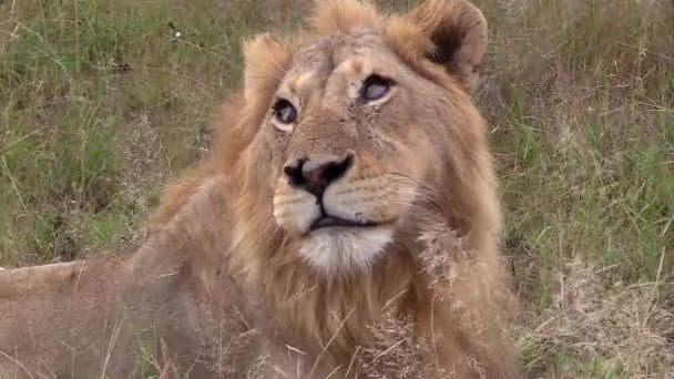 Close View Face Male Lion Wind Blows Tall Grass — Stock video