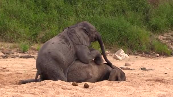 Teenaged Elephants Playing Sandy Riverbed One Sits Top Other Wrestle — Vídeo de stock