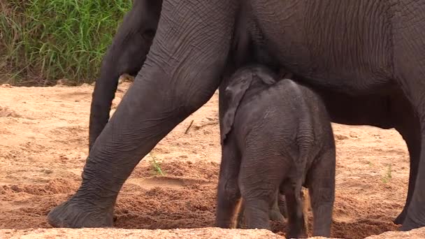 Very Young Elephant Calf Suckling Its Mothers Breast — Video