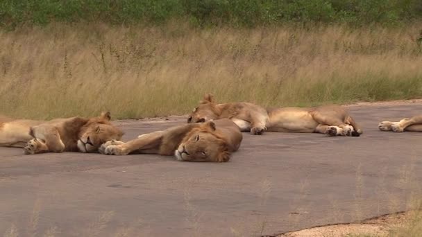 Συνασπισμός Ενήλικων Αρσενικών Λιονταριών Που Κοιμούνται Στο Δρόμο Πίσσας Αργή — Αρχείο Βίντεο
