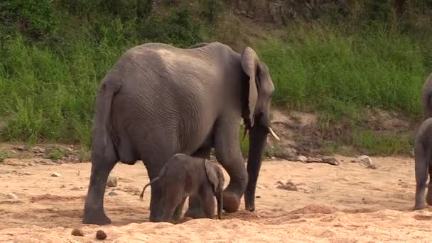 Tiny Calf Its Mother She Walks Rest Breeding Herd South — Stok video