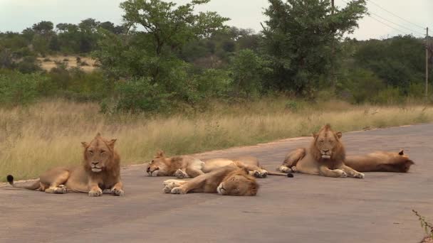 Static View Group Male Lions Resting Tar Road South Africa — Vídeo de stock