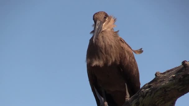 Hammerkop Bird Sits Perched Branch Clear Blue Sky Its Feathers — Stok Video