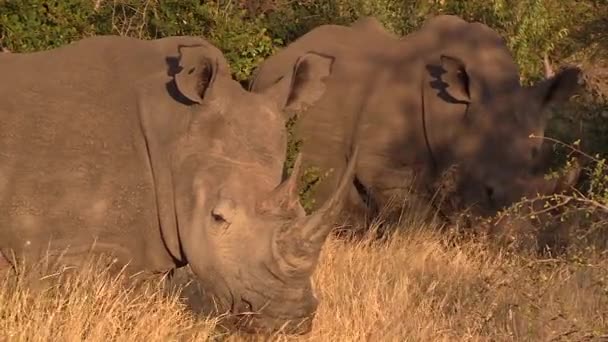 Δύο Νότιοι Λευκοί Ρινόκεροι Στέκονται Κοντά Στο Ψηλό Χορτάρι Της — Αρχείο Βίντεο