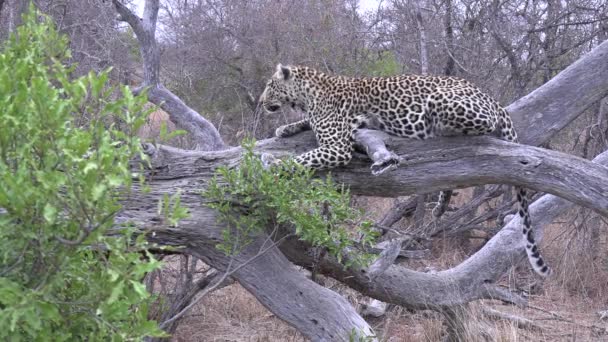Female Leopard Stretches Body While Lying Branch Fallen Tree — Stockvideo