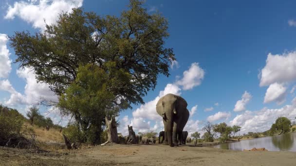 Curious Elephant Approaches Gopro Camera Investigate Hits Camera Its Trunk — Vídeo de Stock