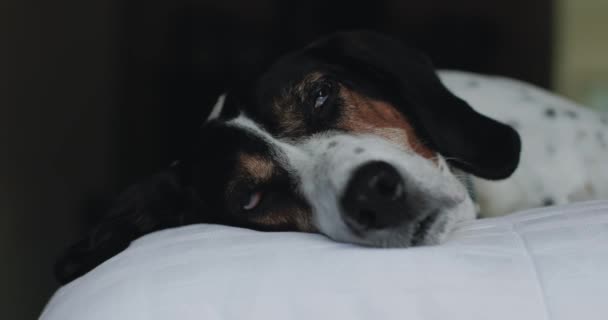 Large Dog Sleeping Bed — Video