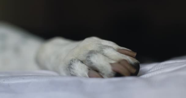 Paw Large Breed Dog While Sleeping — Stockvideo