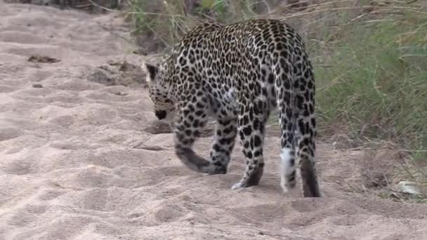 Close View Leopard Lying Soft Sand Next Tall Grass — Vídeo de stock