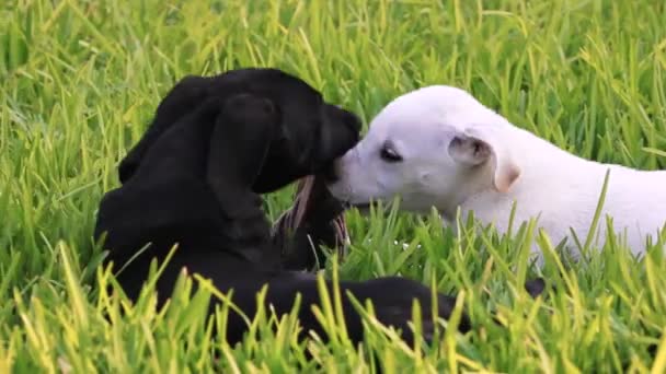 Black White Puppy Dogs Playing Tug War Old Rag Green — Stockvideo