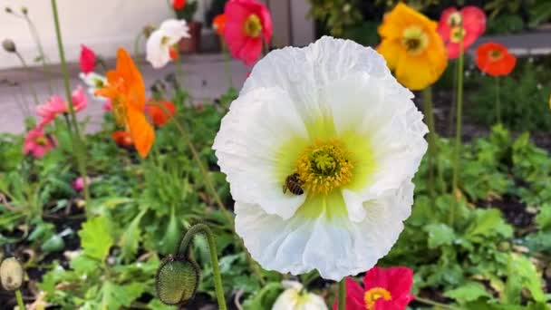 Busy Honey Bee Pollinating White Flower Colorful Poppy Garden — ストック動画