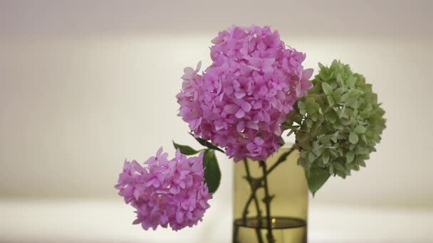 Pink Green Hydrangea Sitting Water Flower Vase Indoors Still Background — Stockvideo
