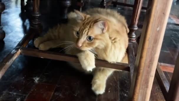 Furry Curious Ginger Cat Playing Table Mice Ball Toy Looking — Stockvideo