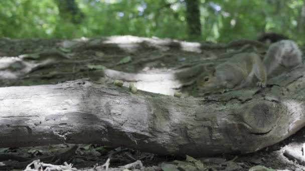 Grey Squirrel Picking Peanuts Tree Log Its Mouth Tehidy Woods — Stock video