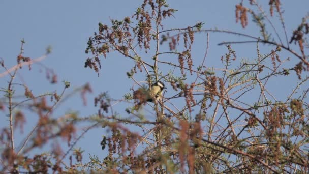 Eurasian Blue Tit Bird Wild British Countryside Yorkshire England — Vídeo de Stock