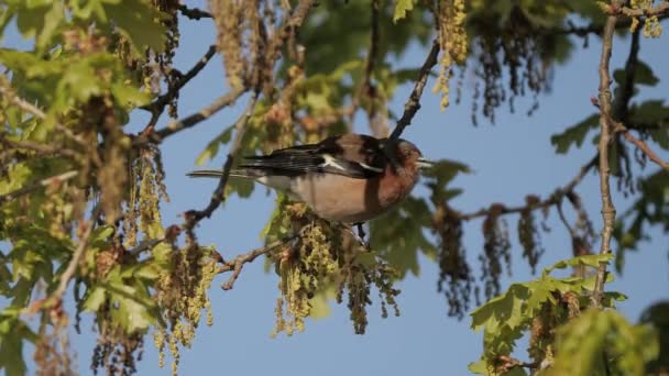 Common Chaffinch Eating Feeding Seeds Leaves Tree — Vídeos de Stock