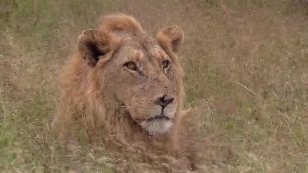 Close Male Lion Staring Intently Long Grass Windy Day — Stockvideo