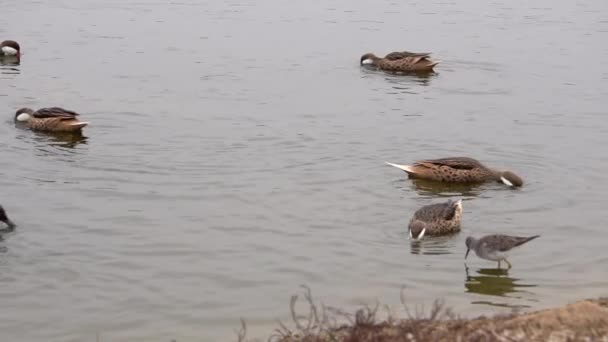 White Cheeked Pintail Duck Andean Duck Feeding Pond Slow Motion — Stock video
