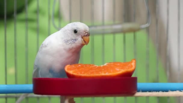 Caged Female Budgie Australian Parakeet Curiously Eating Slice Fresh Orange — Stockvideo