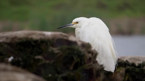 Snowy Egret Standing Dead Trunk Feathers Moving Wind — 图库视频影像