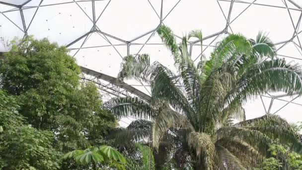 Lush Green Trees Growing Inflated Domes Biomes Eden Project Cornwall — 图库视频影像