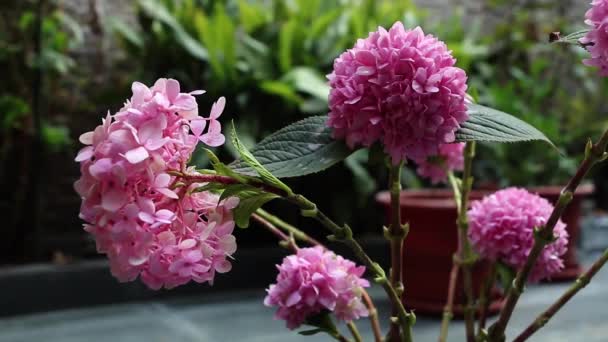 Still Shot Freshly Cut Lovely Pink Hydrangeas Sitting Home Outdoors — Stockvideo