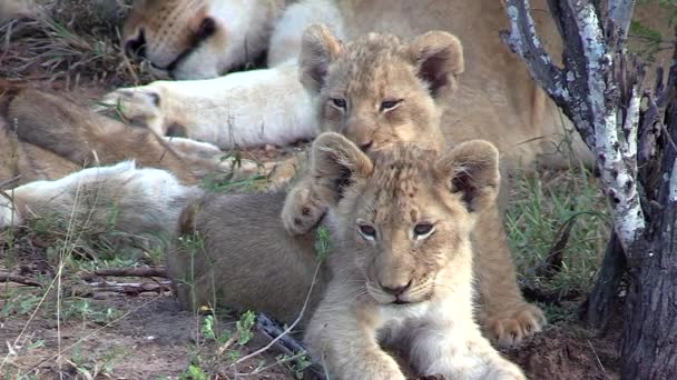 Close View Lion Cubs Watching Surroundings Next Resting Mother — Vídeo de Stock