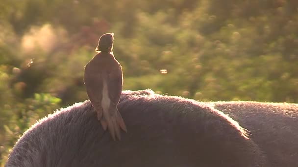 Close View Oxpecker Back Buffalo Surrounded Swarming Bugs — Vídeo de Stock