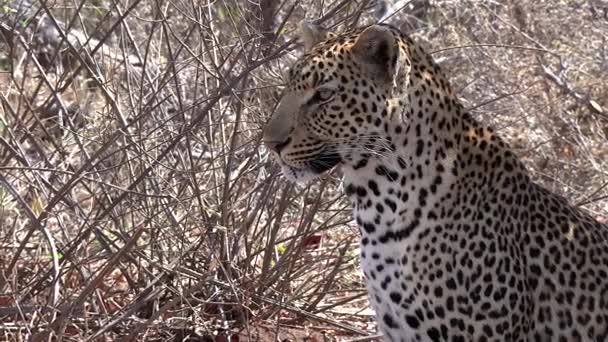 Close View Male Leopard Sitting Bushland Surveying Surroundings — 비디오