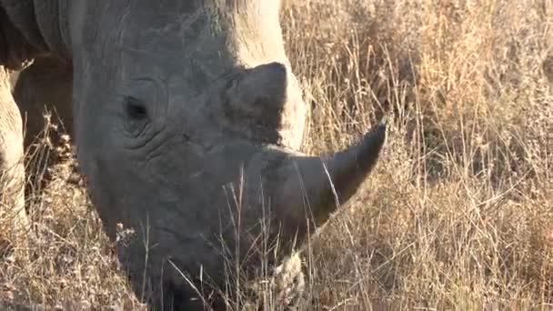 Close View Face Southern White Rhino Grazing Grass Sun — 图库视频影像