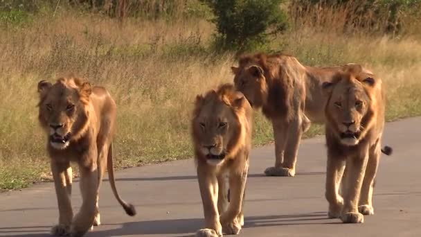 Male Lions Walk Together Concrete Road Sunlight South Africa — Stockvideo