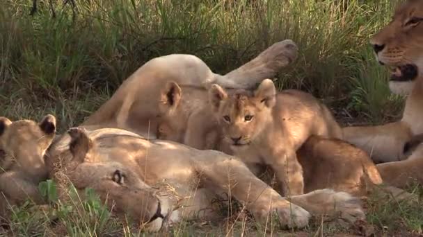 Close View Playful Cubs Lionesses Resting Grass Sunny Day — Stock video