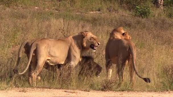 Male Lion Next Others Makes Flehmen Grimace Smelling Ground — Vídeos de Stock