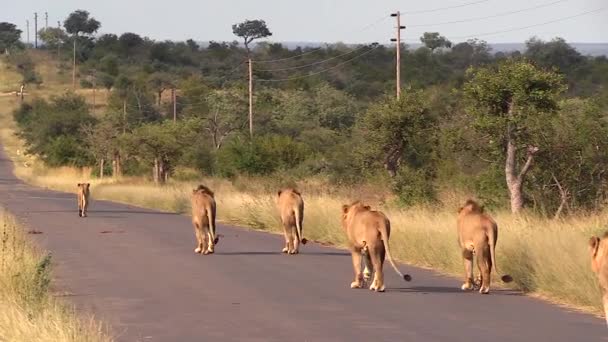 View Group Male Lions Walking Road Sunlight — Stockvideo