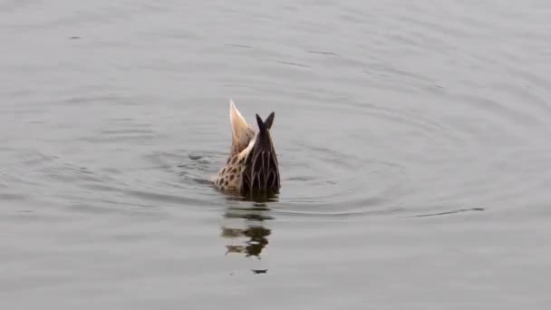 White Cheeked Pintail Feeding Duck Diving Pond — Stockvideo