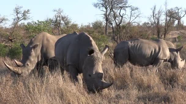Three Southern White Rhinos Graze Tall Grass Sunny Bushland — Video Stock