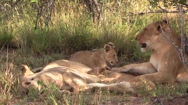 Close View Two Lionesses Resting Ground Next Playful Cubs — Stockvideo