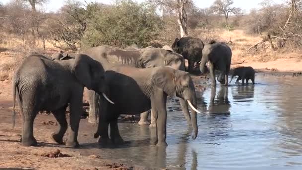 Group Elephants Drink Waterhole Sunny Day South Africa — Vídeos de Stock