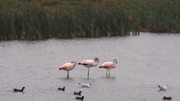 Flamingos Eating Grooming Lake Ducks Swimming — Vídeo de Stock