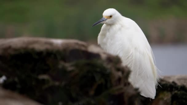 Snowy Egret Heron Standing Dead Tree While Wind Moves Hes — Stockvideo