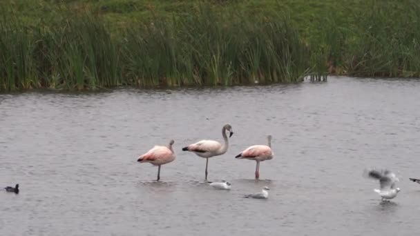 Chilean Flamingos Standing Wetlands More Birds — Stockvideo
